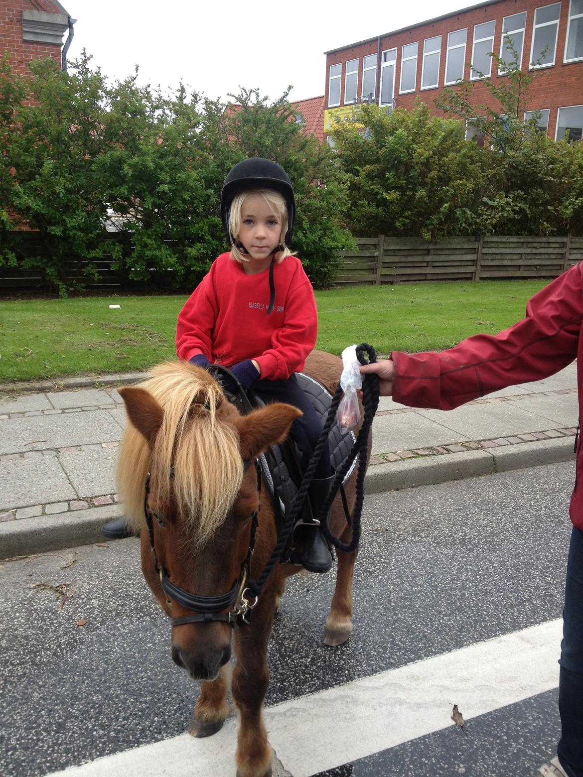 Shetlænder Duga Juel (SOLGT) billede 2