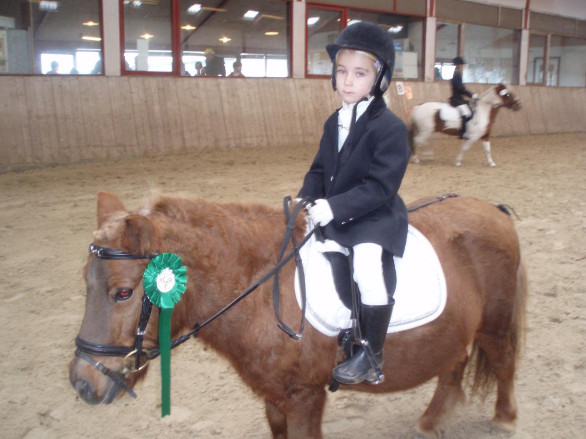 Shetlænder Duga Juel (SOLGT) billede 11