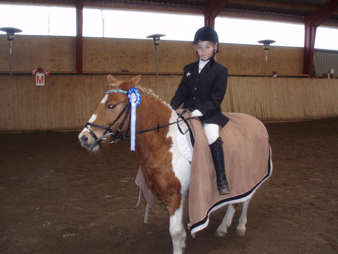 Anden særlig race Viktor UDLÅNT billede 3