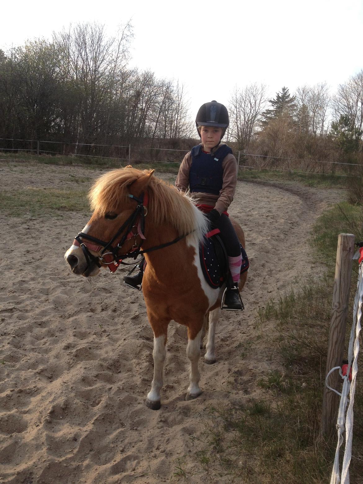 Anden særlig race Viktor UDLÅNT billede 4