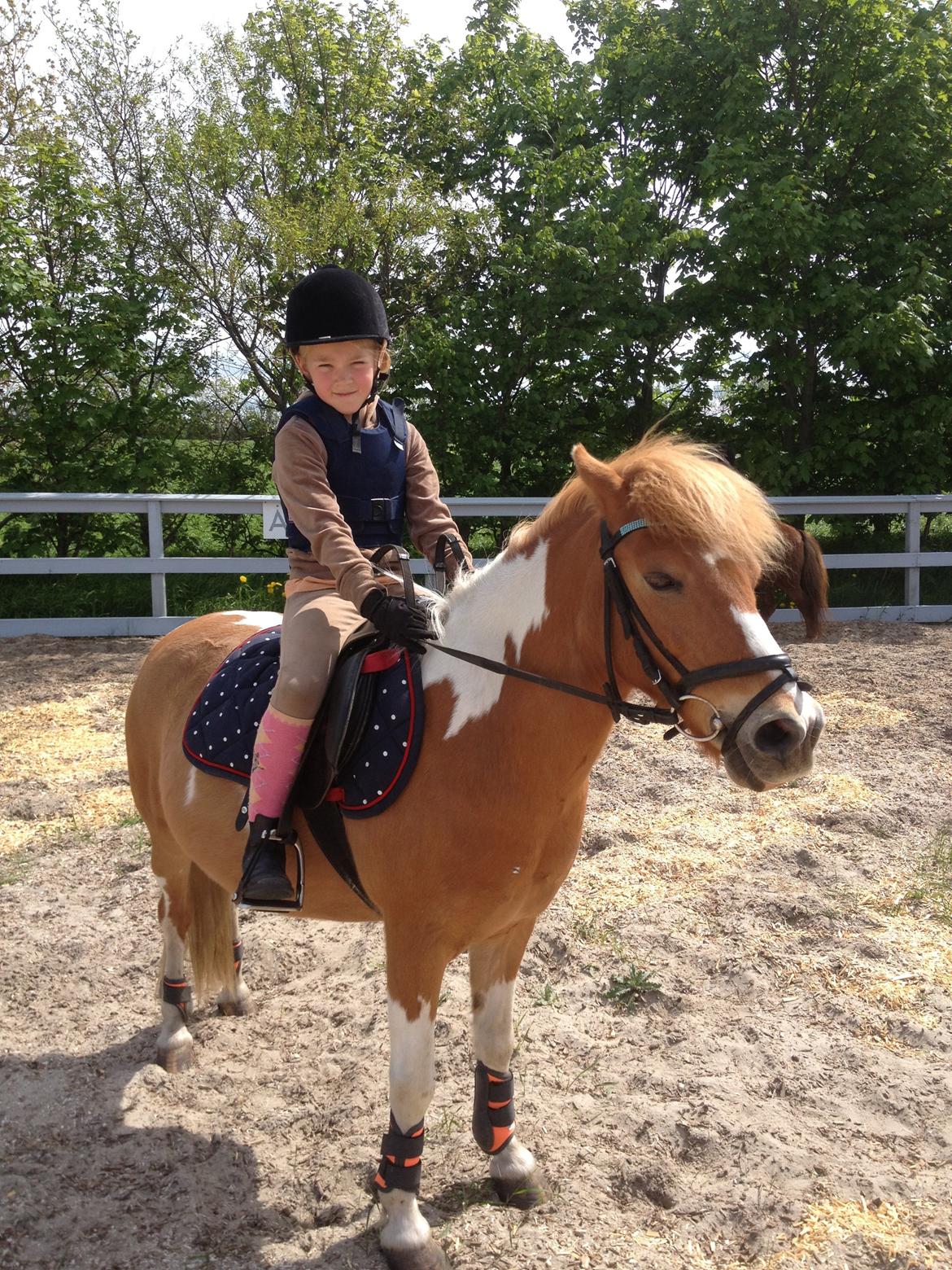 Anden særlig race Viktor UDLÅNT billede 5