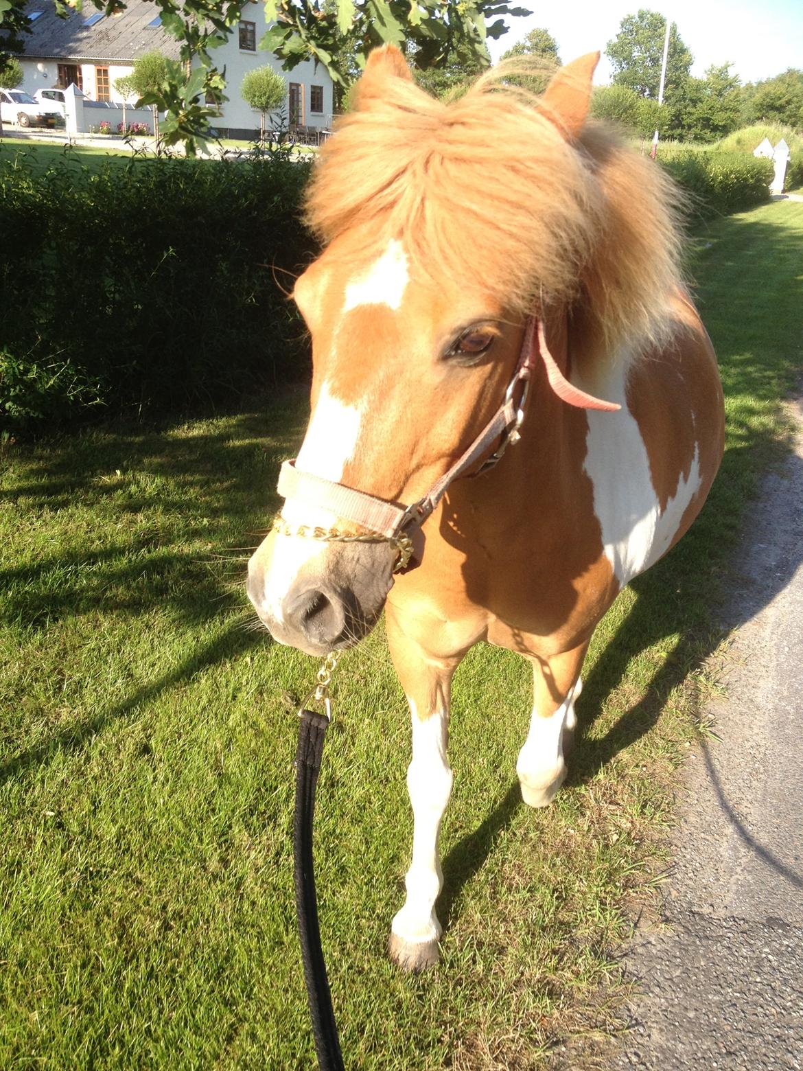 Anden særlig race Viktor UDLÅNT billede 6