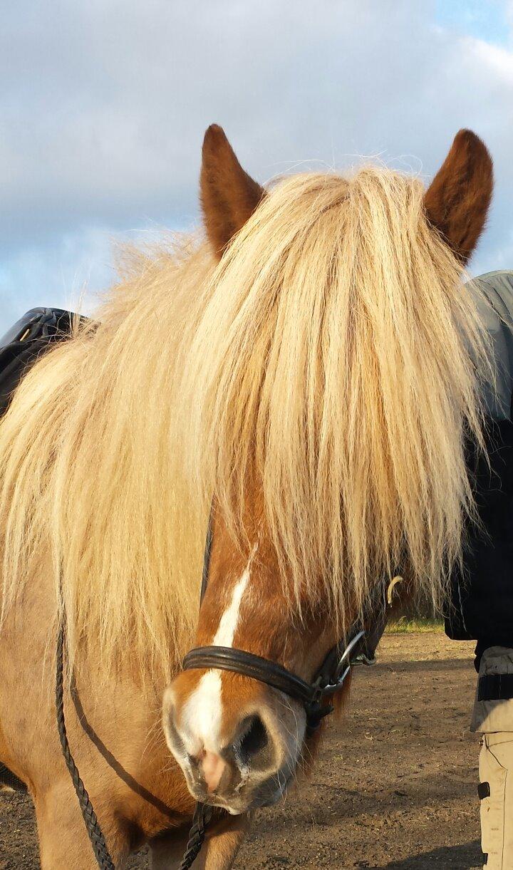 Islænder Fína fra Thorup.<3 - smukke prinsesse billede 3