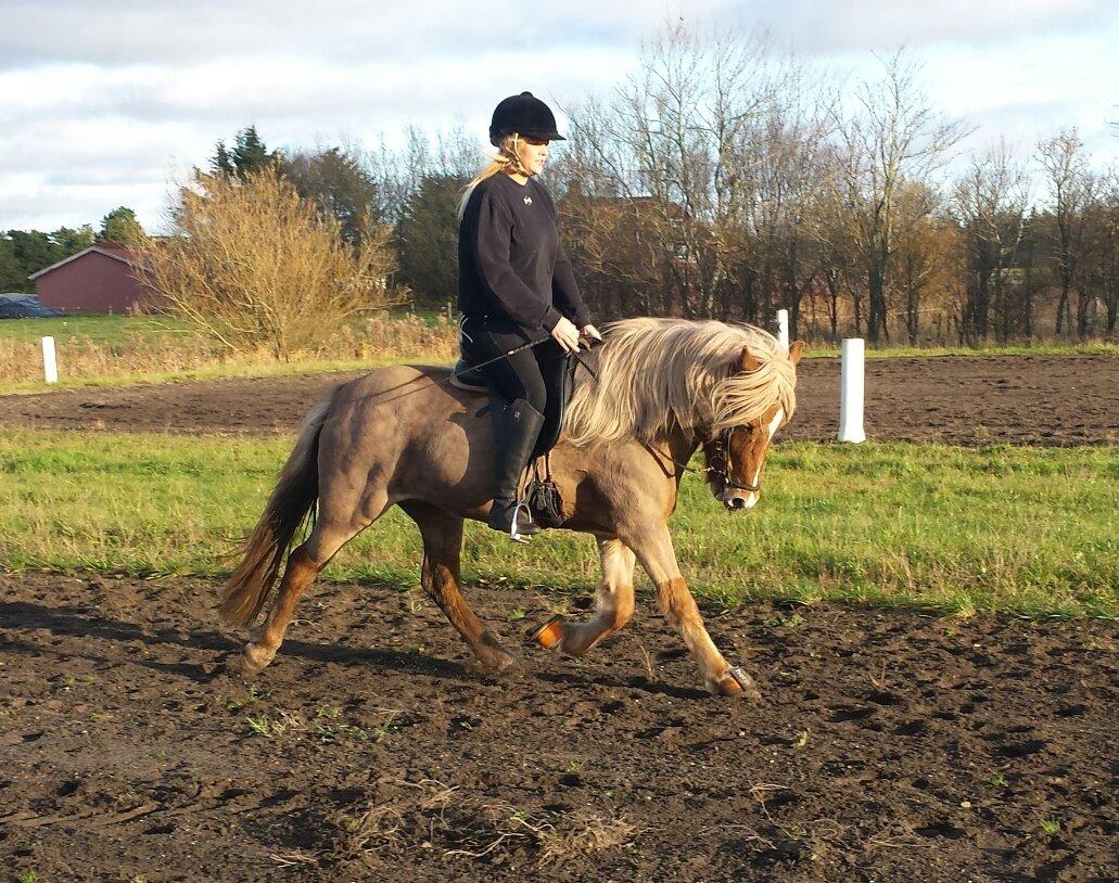 Islænder Fína fra Thorup.<3 billede 2