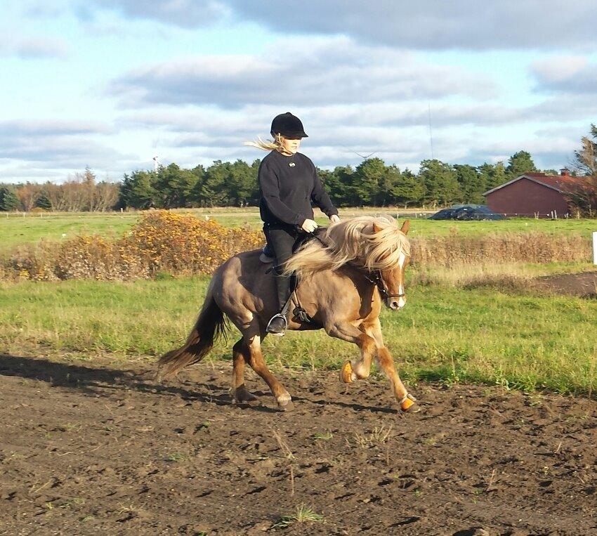 Islænder Fína fra Thorup.<3 billede 1