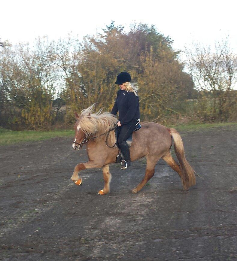 Islænder Fína fra Thorup.<3 billede 4