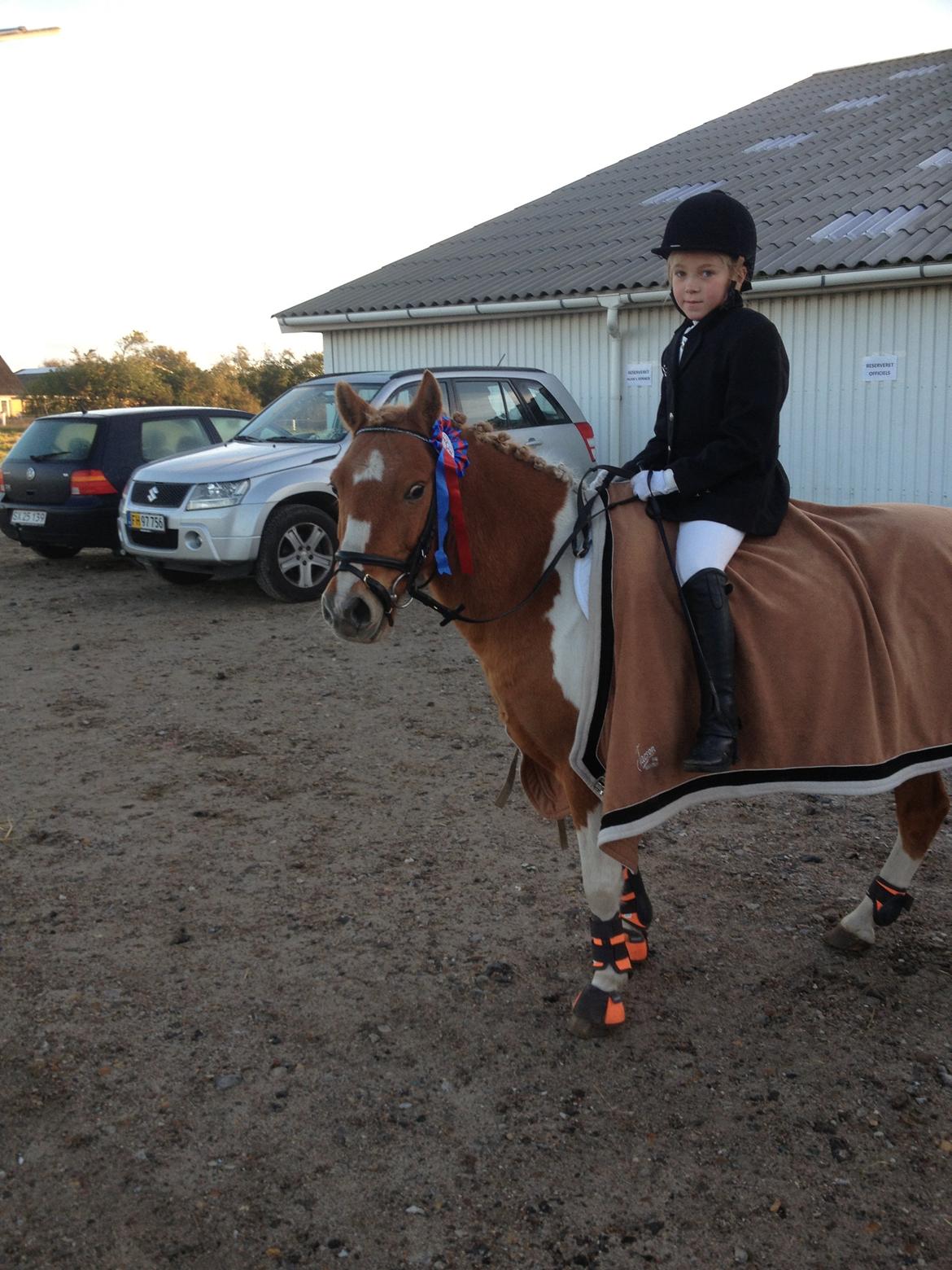 Anden særlig race Viktor UDLÅNT billede 8