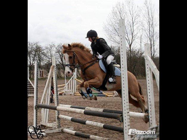 Anden særlig race Amadeus *Ama* billede 28