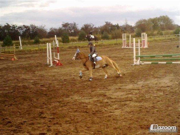 Anden særlig race Amadeus *Ama* billede 29