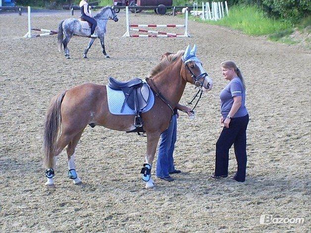 Anden særlig race Amadeus *Ama* billede 32