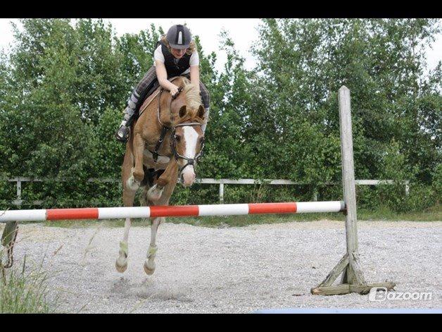 Anden særlig race Amadeus *Ama* billede 42