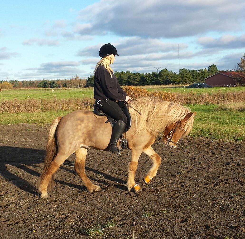 Islænder Fína fra Thorup.<3 billede 5