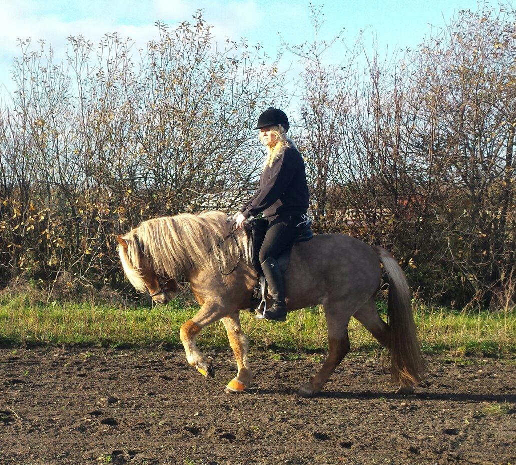 Islænder Fína fra Thorup.<3 billede 9