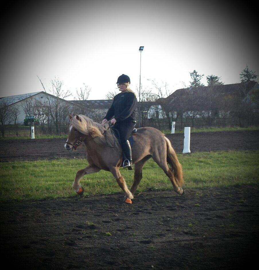 Islænder Fína fra Thorup.<3 billede 6