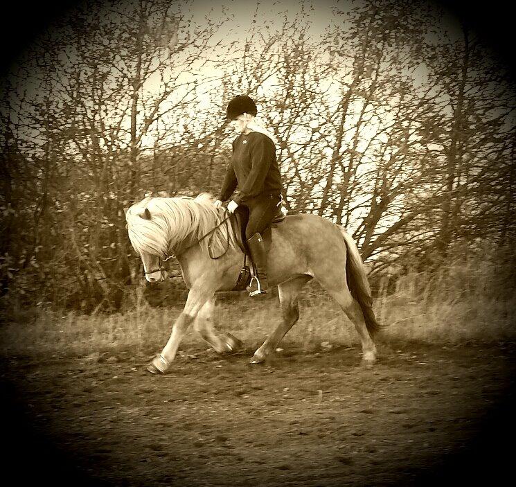 Islænder Fína fra Thorup.<3 billede 7