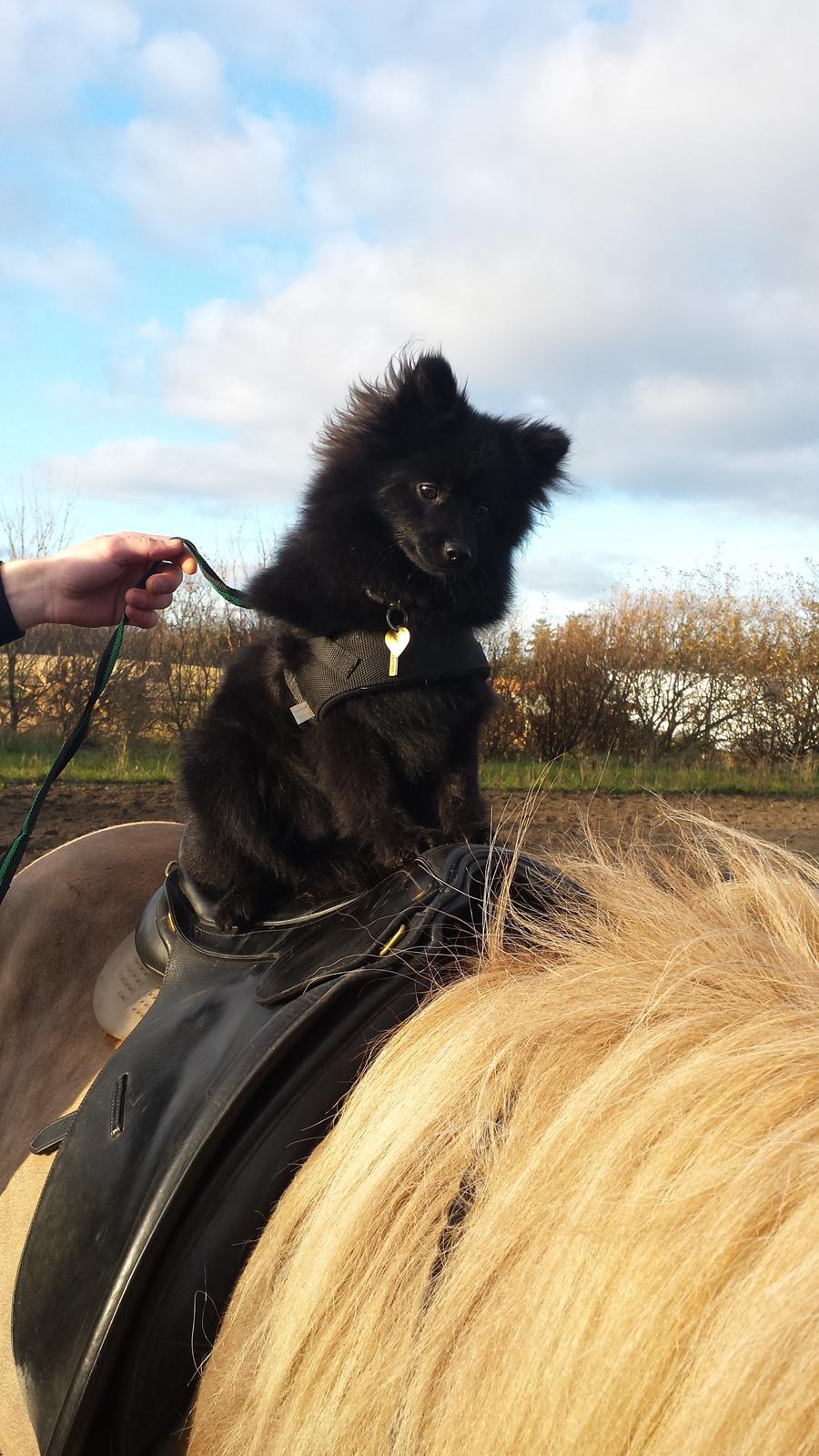 Islænder Fína fra Thorup.<3 - Gizmo får en tur på Fina <3  billede 11