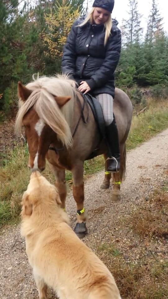 Islænder Fína fra Thorup.<3 - Nyyys Basse <3 billede 14