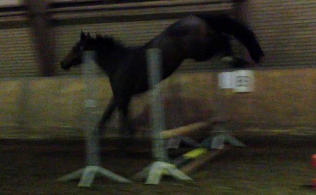 Tysk Varmblod Ak's Crispy billede 27