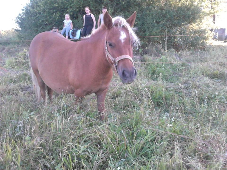 Shetlænder lyn - lyn august 2013 ankomst billede 7