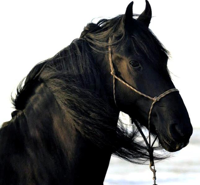 Frieser Nando af Banegården billede 1