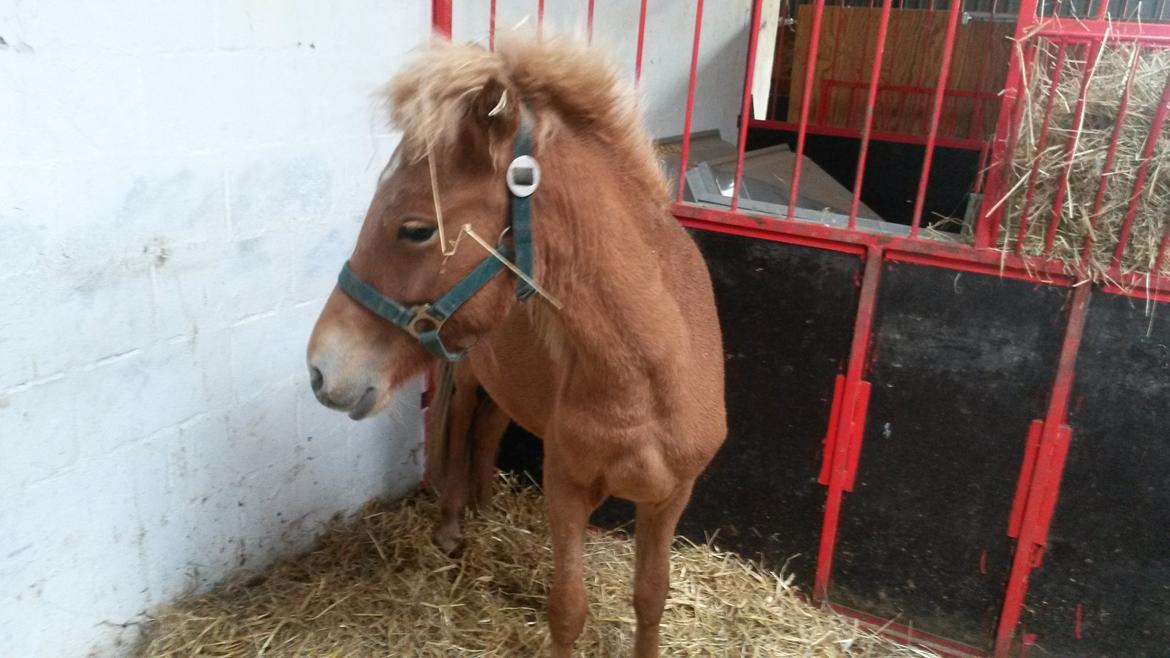 Islænder Aron fra Lindegården billede 2