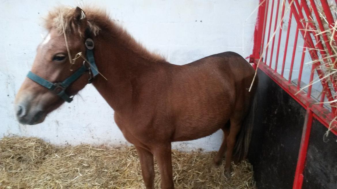 Islænder Aron fra Lindegården billede 3