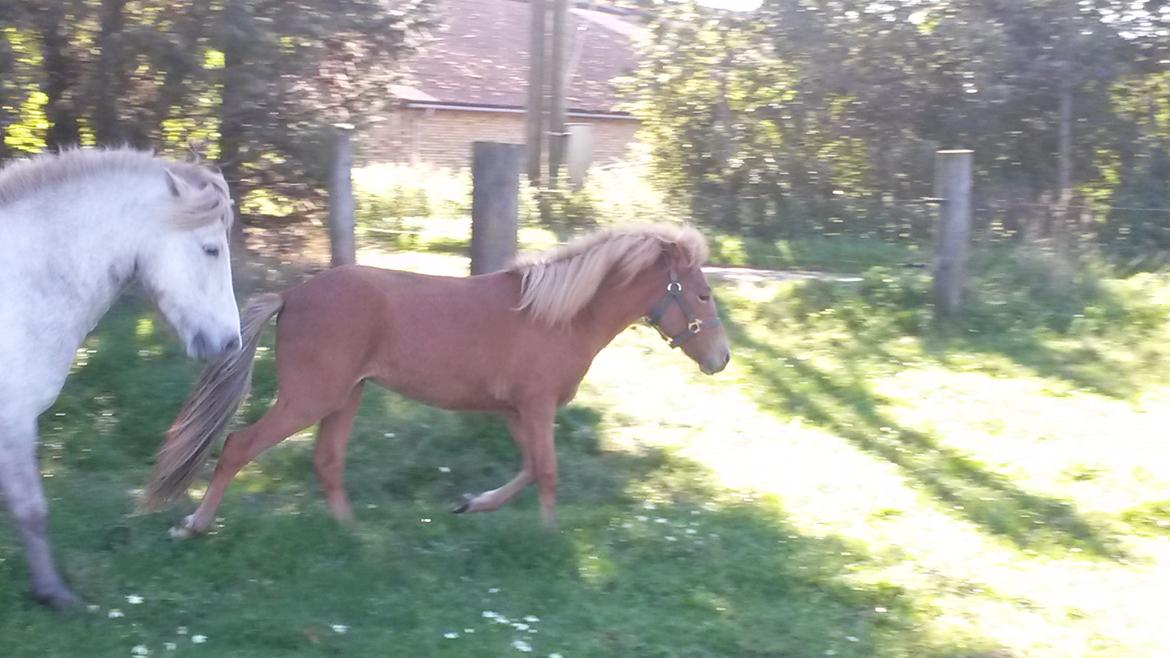 Islænder Aron fra Lindegården billede 4