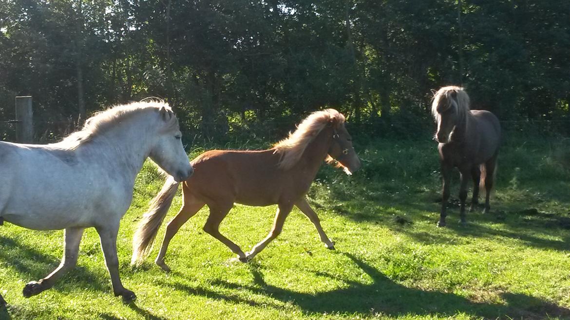 Islænder Aron fra Lindegården billede 5