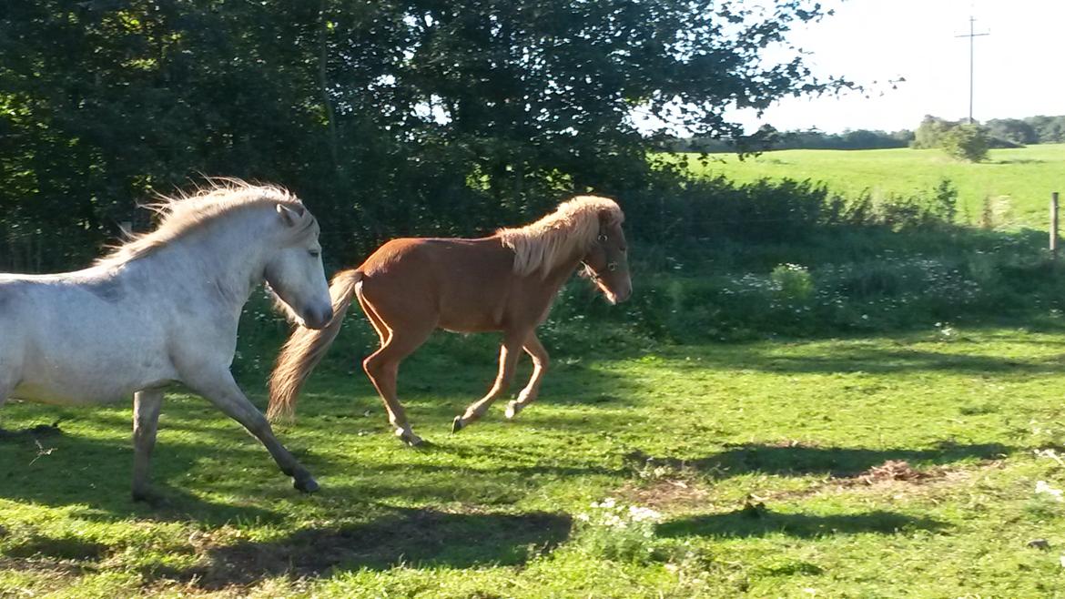 Islænder Aron fra Lindegården billede 6