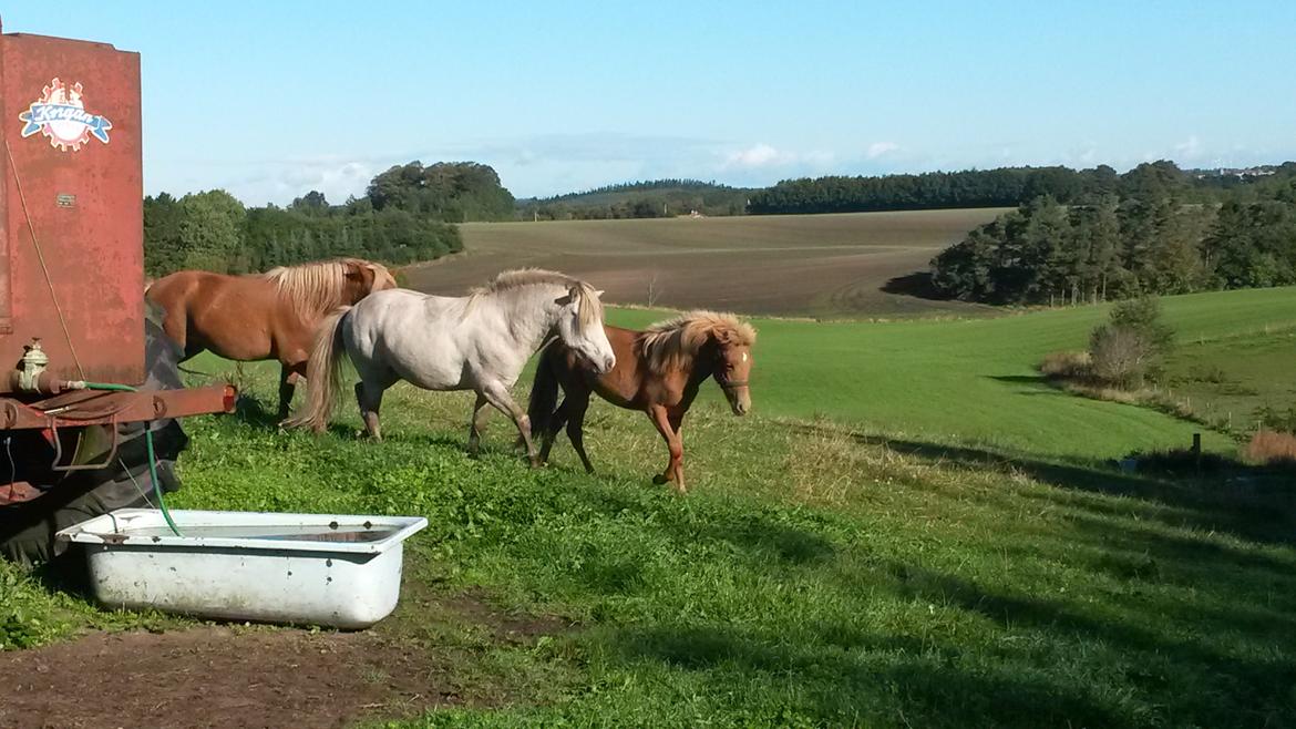 Islænder Aron fra Lindegården billede 7