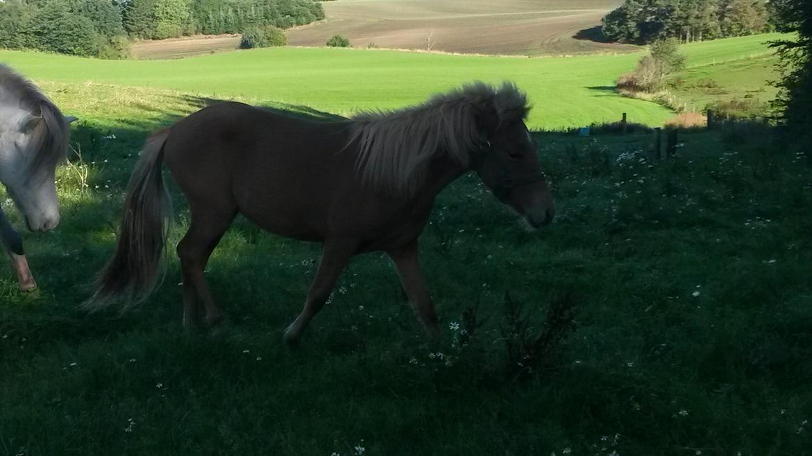 Islænder Aron fra Lindegården billede 8