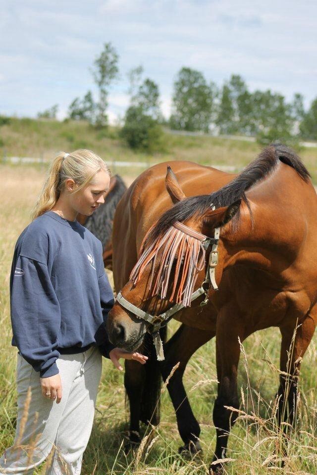 Dansk Varmblod Bellevue billede 15