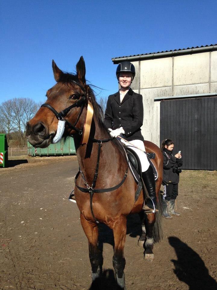 Dansk Varmblod Bellevue billede 16