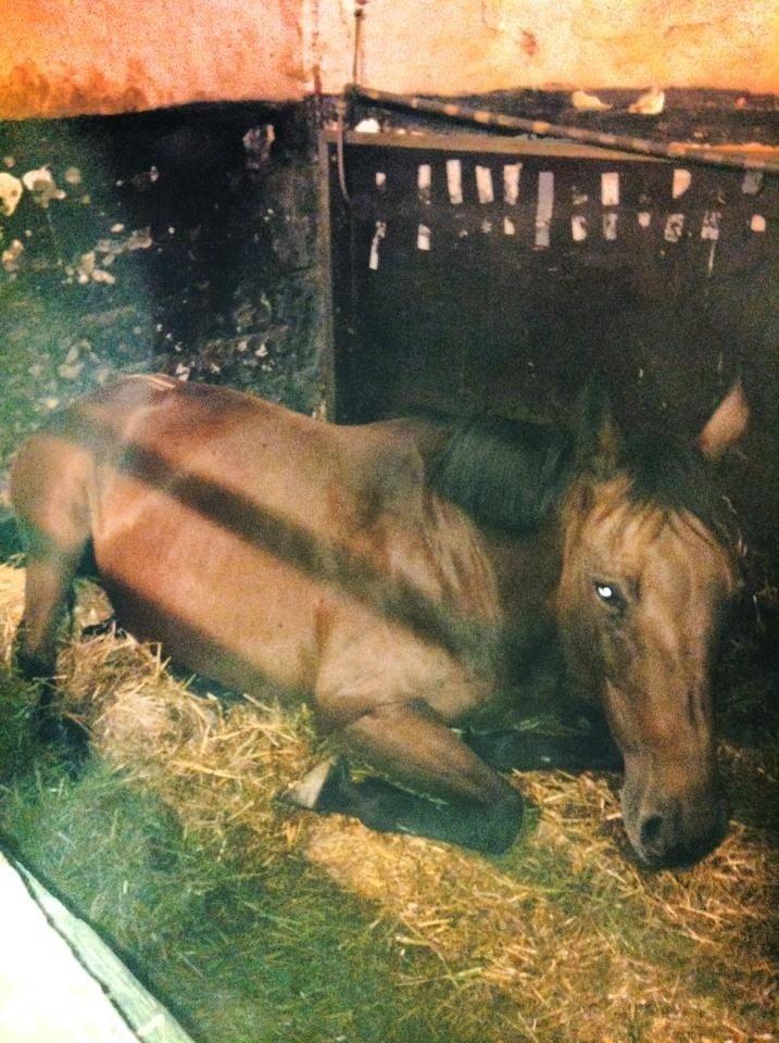 Dansk Varmblod Bellevue billede 17