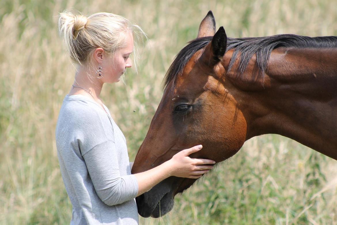 Dansk Varmblod Bellevue billede 18