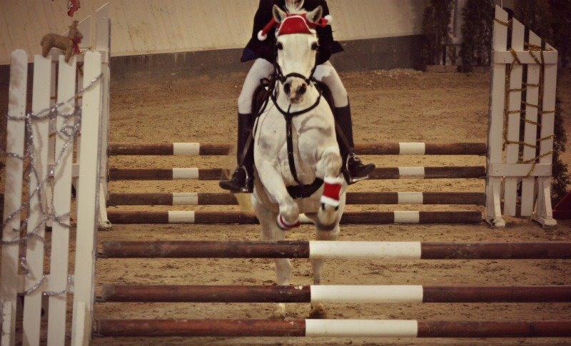 Anden særlig race Shivas Regal - Den dejlige pony til Kalrlslunde Julespringstævne d.22 november 2013 <3 billede 1