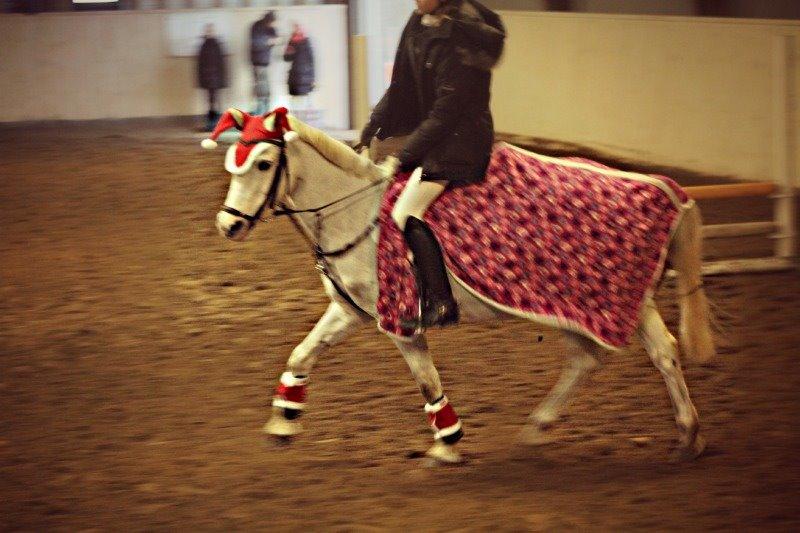 Anden særlig race Shivas Regal billede 10