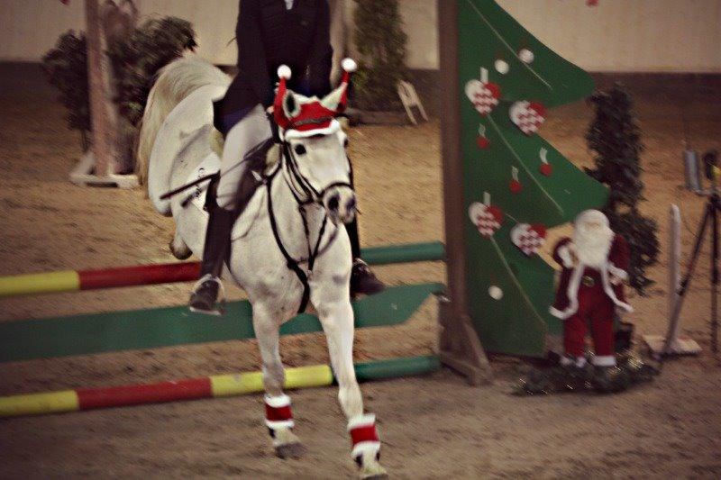 Anden særlig race Shivas Regal billede 9