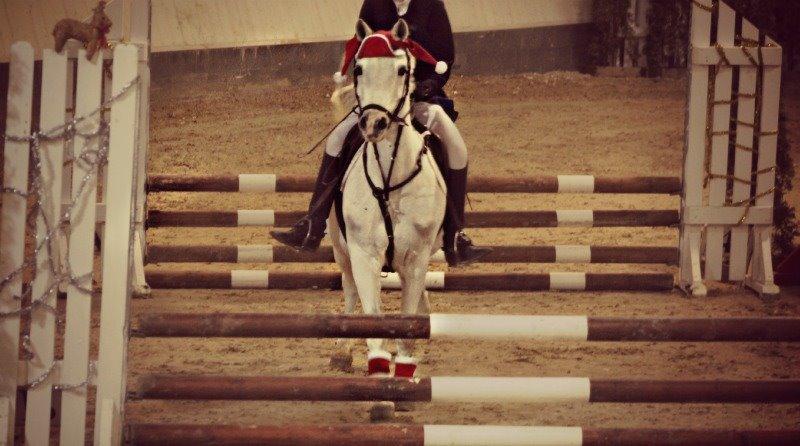 Anden særlig race Shivas Regal billede 8