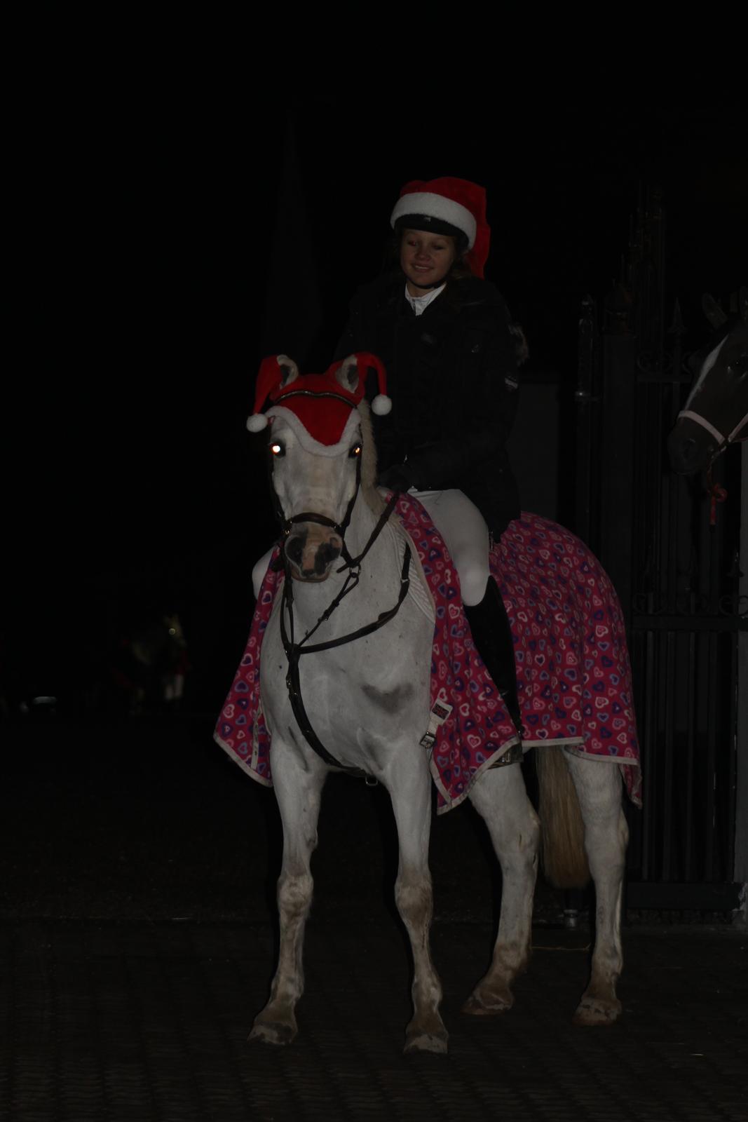 Anden særlig race Shivas Regal billede 15