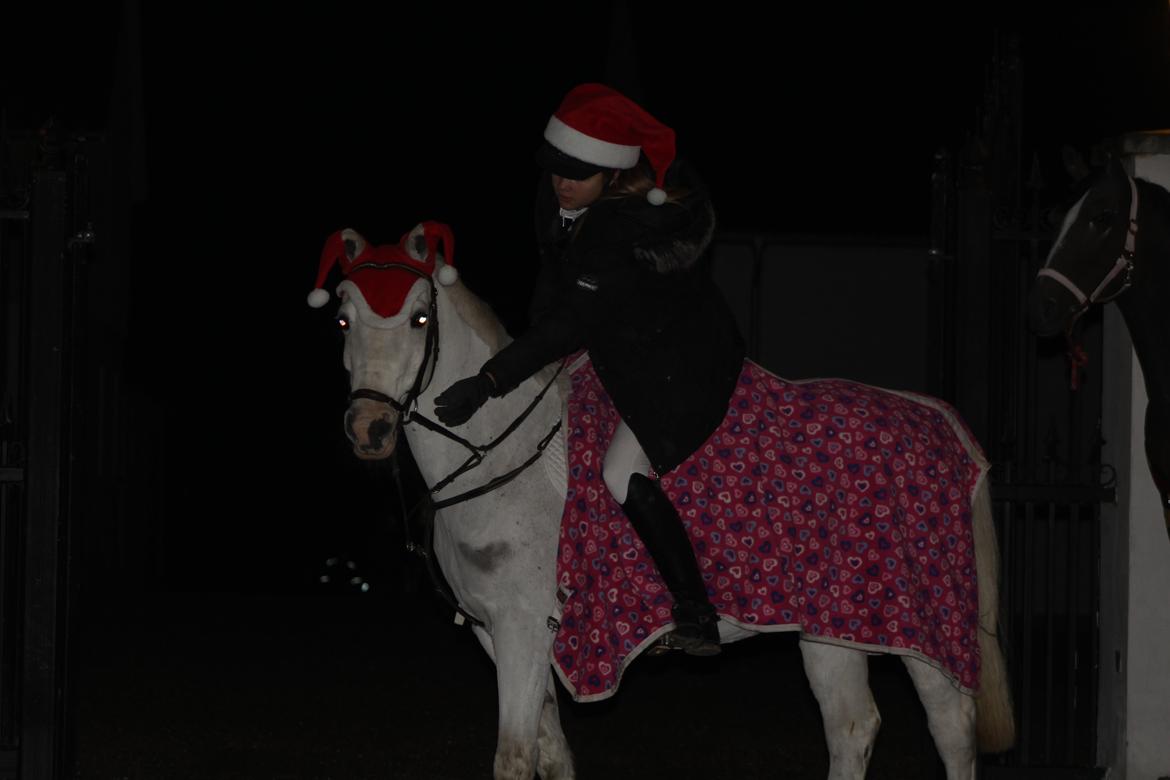 Anden særlig race Shivas Regal billede 16