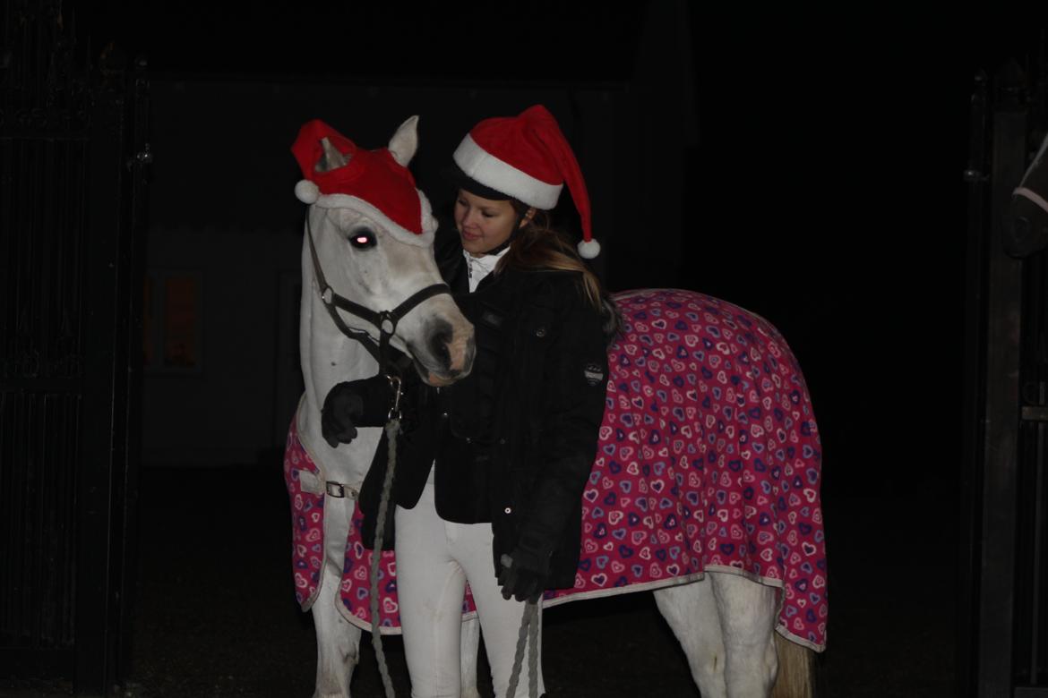 Anden særlig race Shivas Regal billede 4