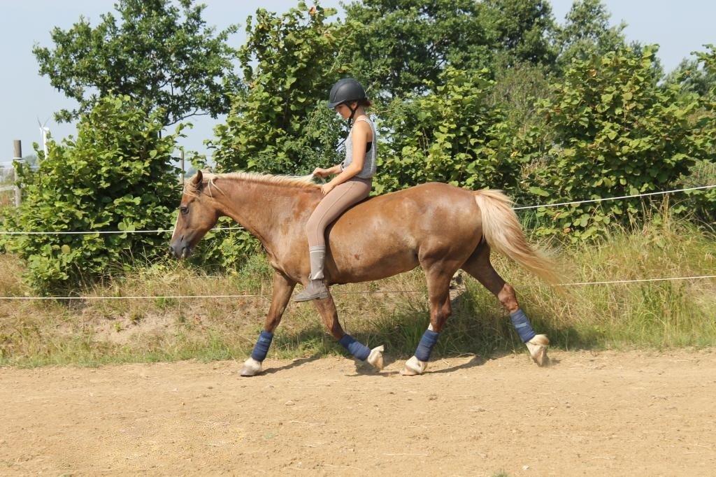 Welsh Cob (sec D) | Glanvyrnwy Olwena - Sweetieee. ♥ August 2013. billede 12