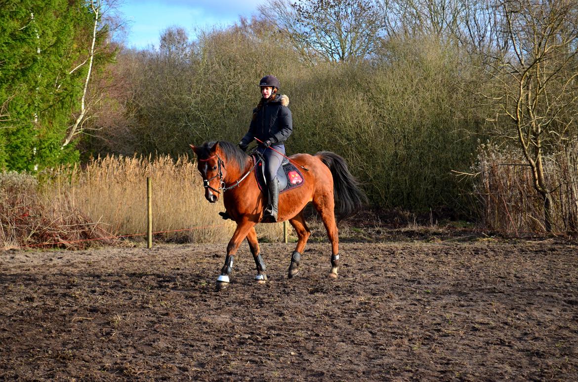 Arabisk fuldblod (OX) Nassim billede 25