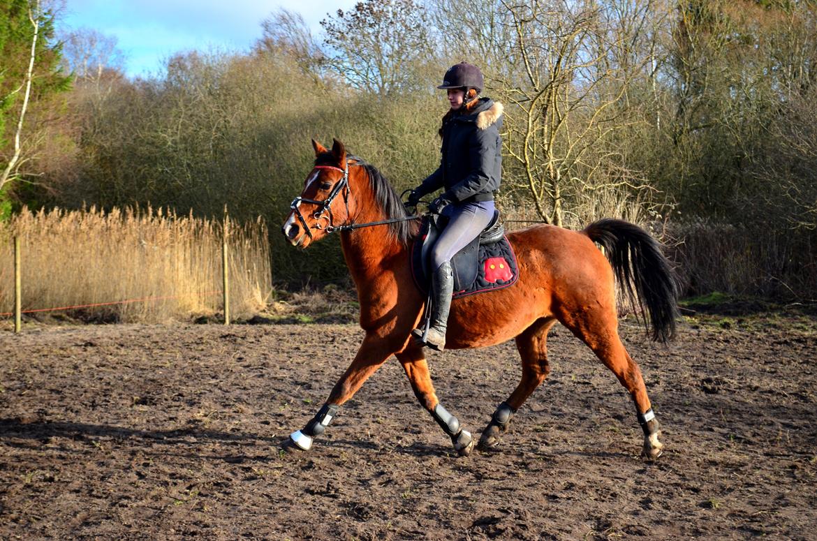 Arabisk fuldblod (OX) Nassim - En ivrig lille pony billede 2