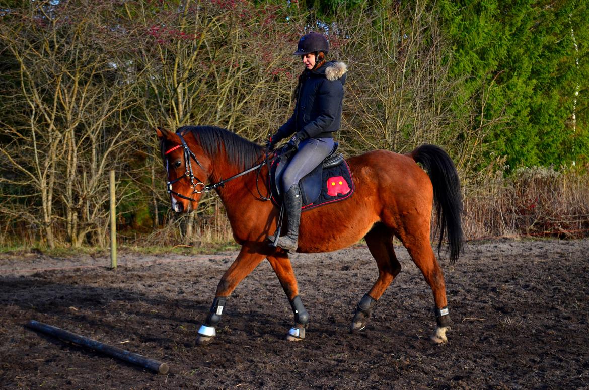 Arabisk fuldblod (OX) Nassim billede 28