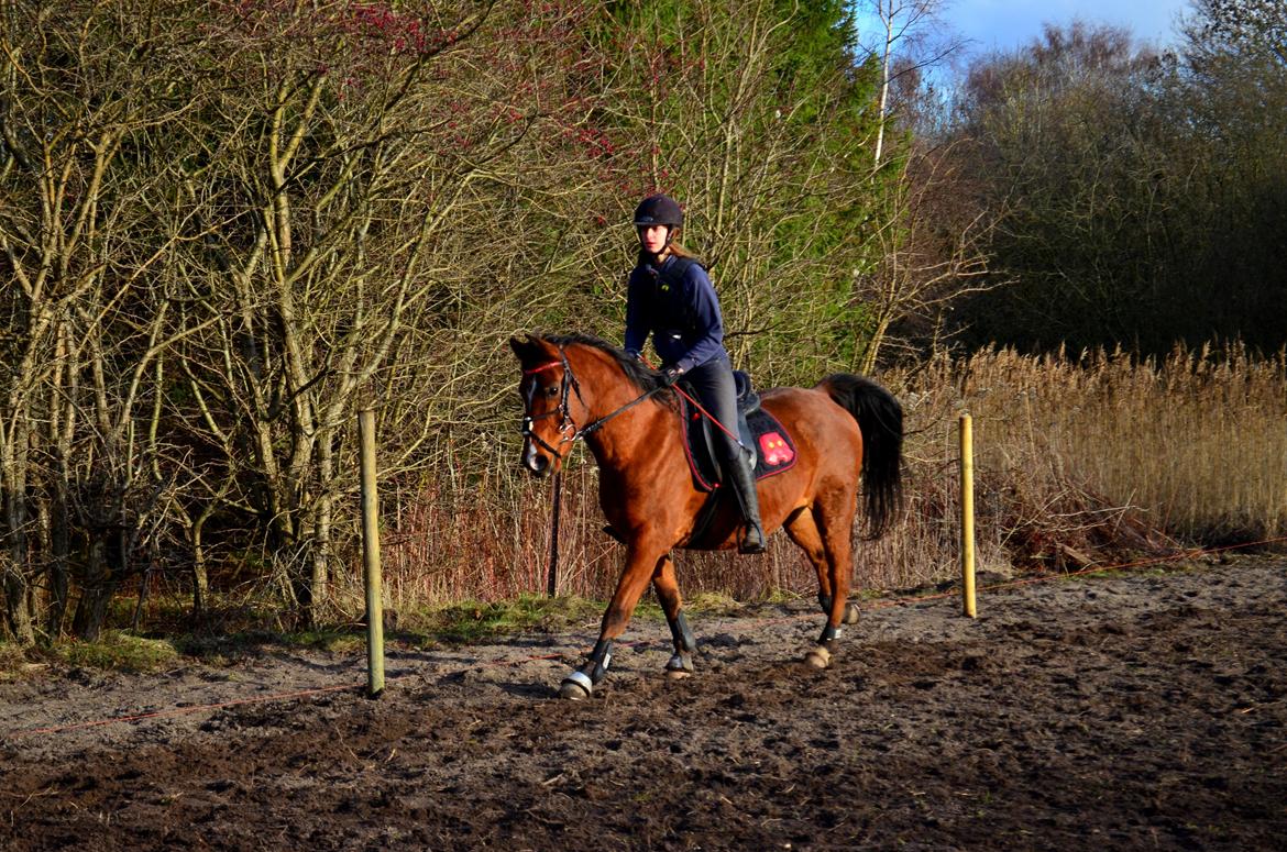 Arabisk fuldblod (OX) Nassim billede 20