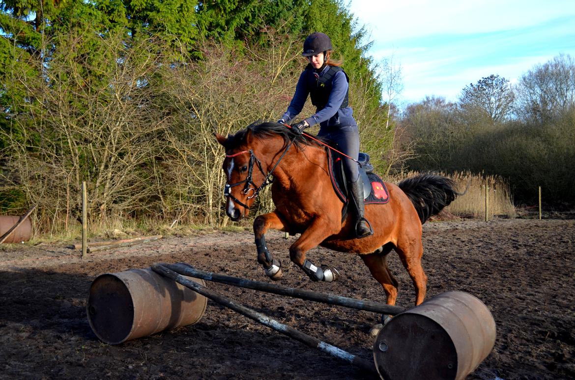 Arabisk fuldblod (OX) Nassim billede 14