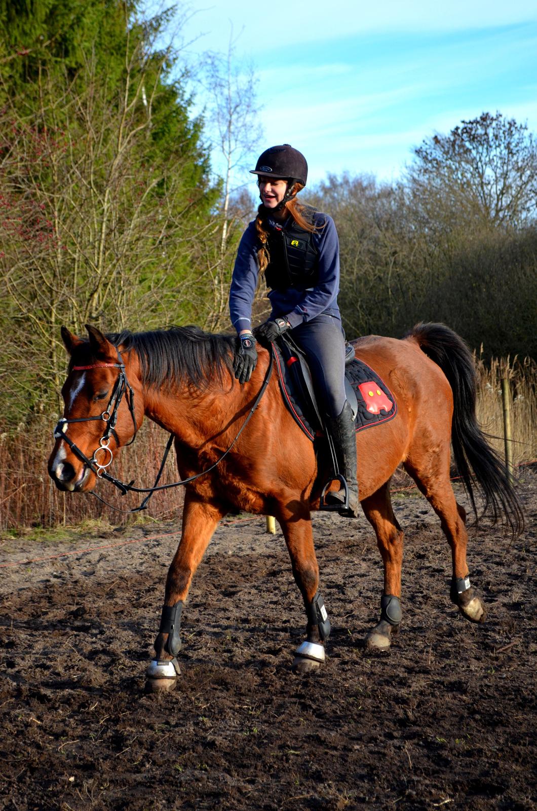 Arabisk fuldblod (OX) Nassim billede 22