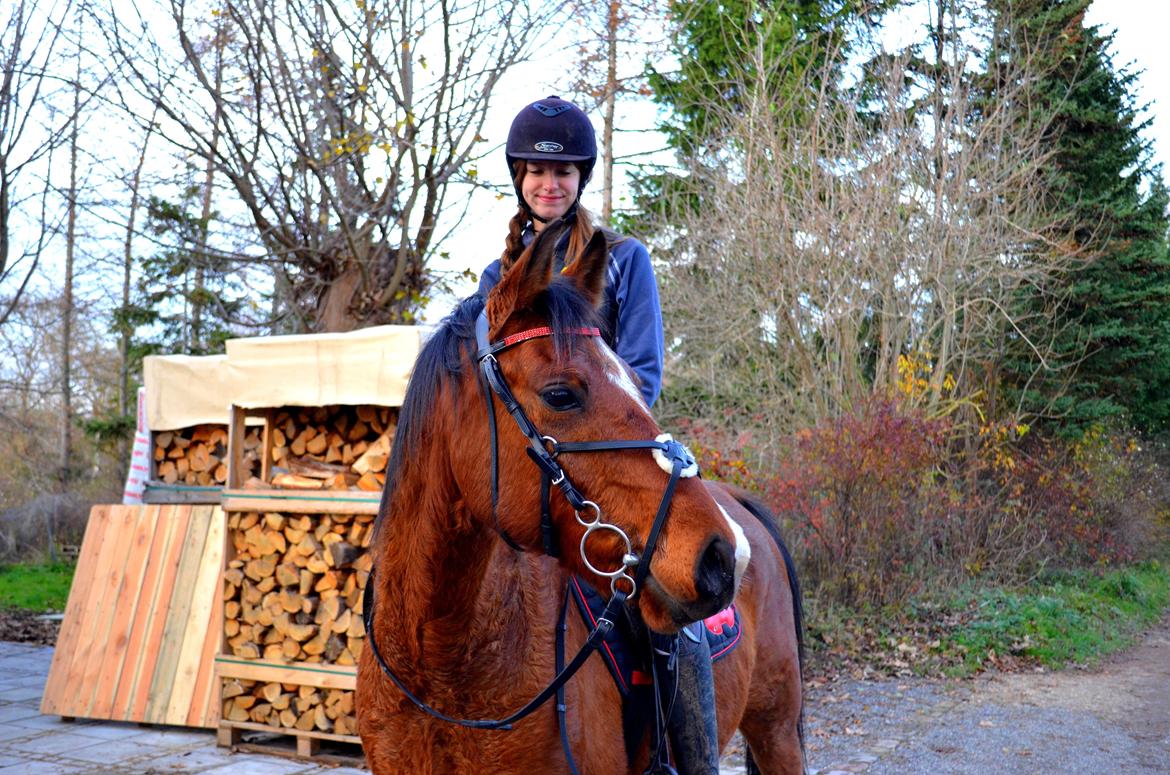 Arabisk fuldblod (OX) Nassim billede 13